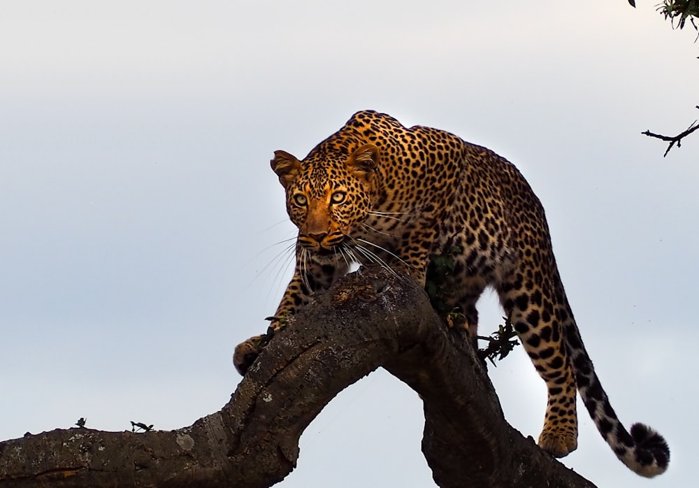 brown leopard on a tree branch