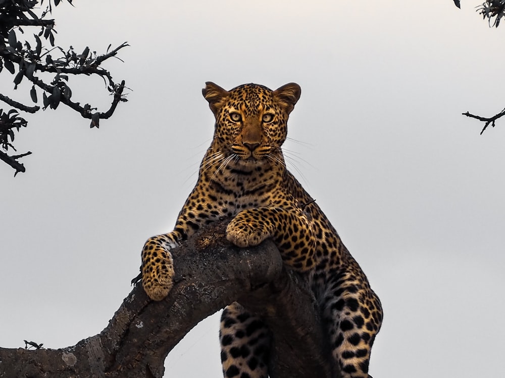 leopardo en el árbol durante el día