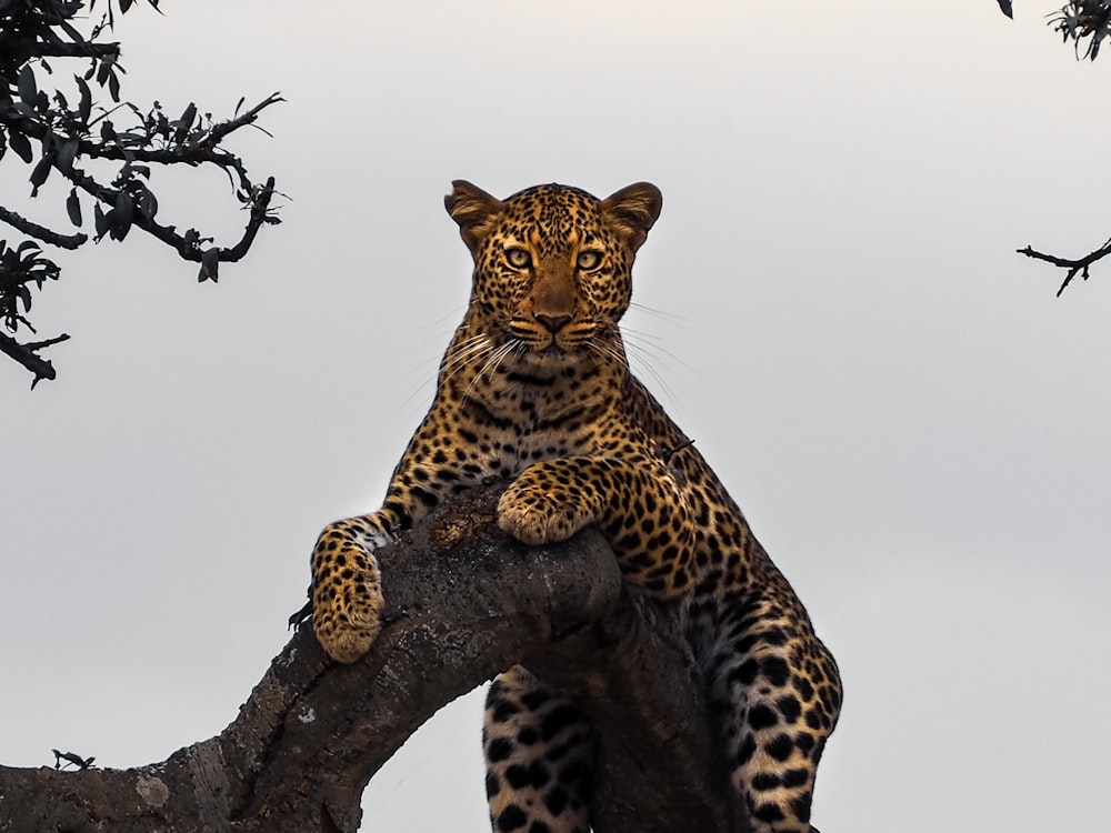 leopard on tree during daytime