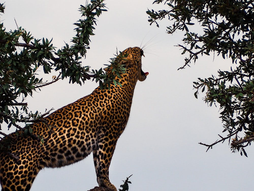 tiger near tree