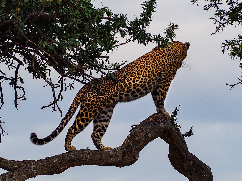 leopard on tree