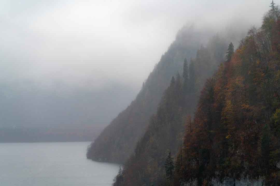 forested mountain and a lake