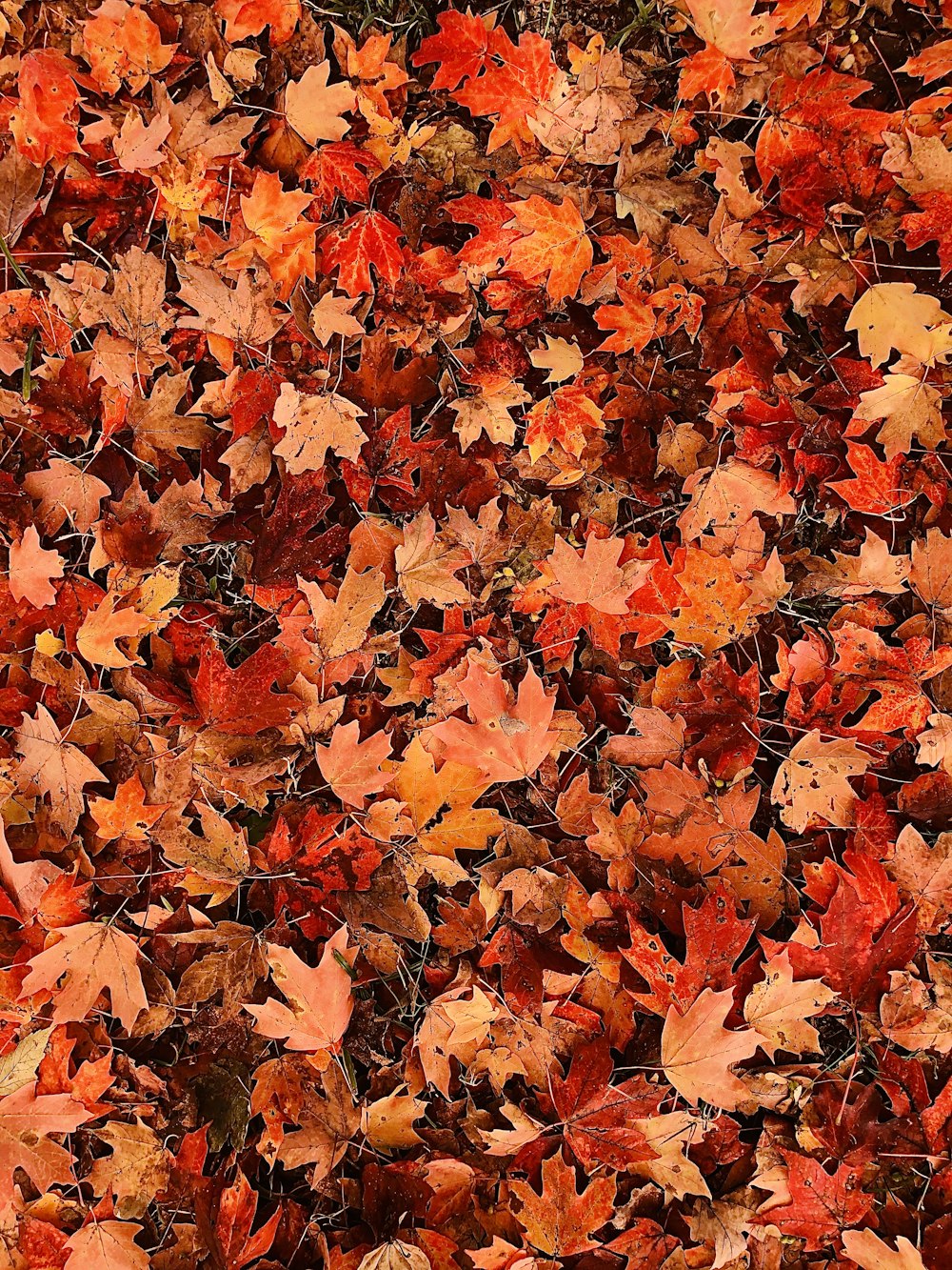 red and orange leaves pile