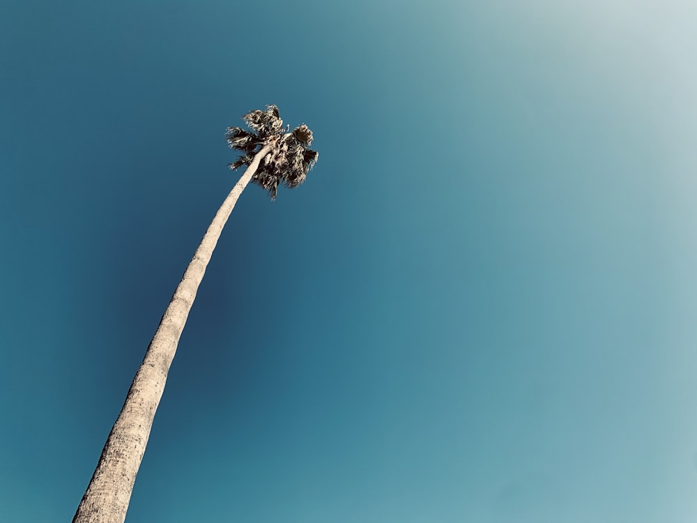 green palm tree during daytime