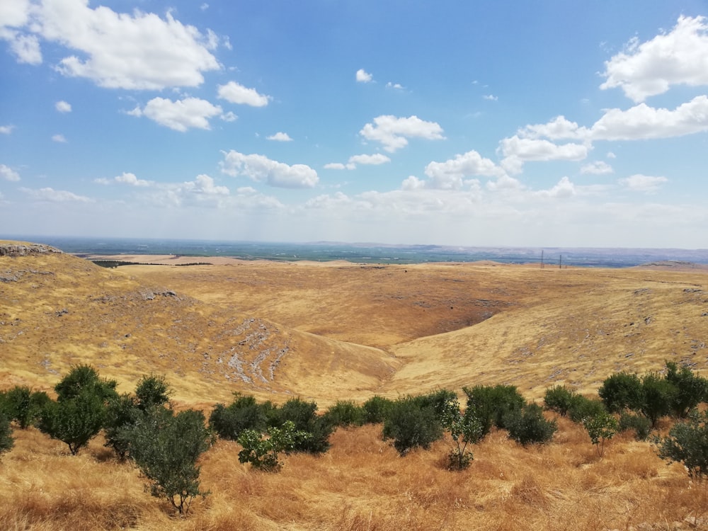 a view of a field with a few trees in the foreground