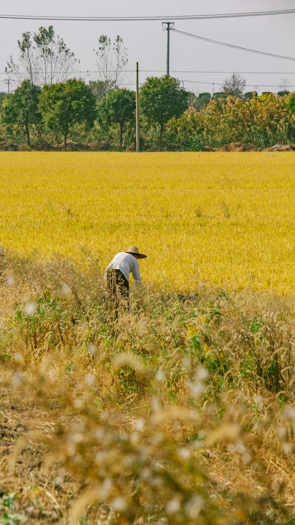 a person standing in a field of yellow grass