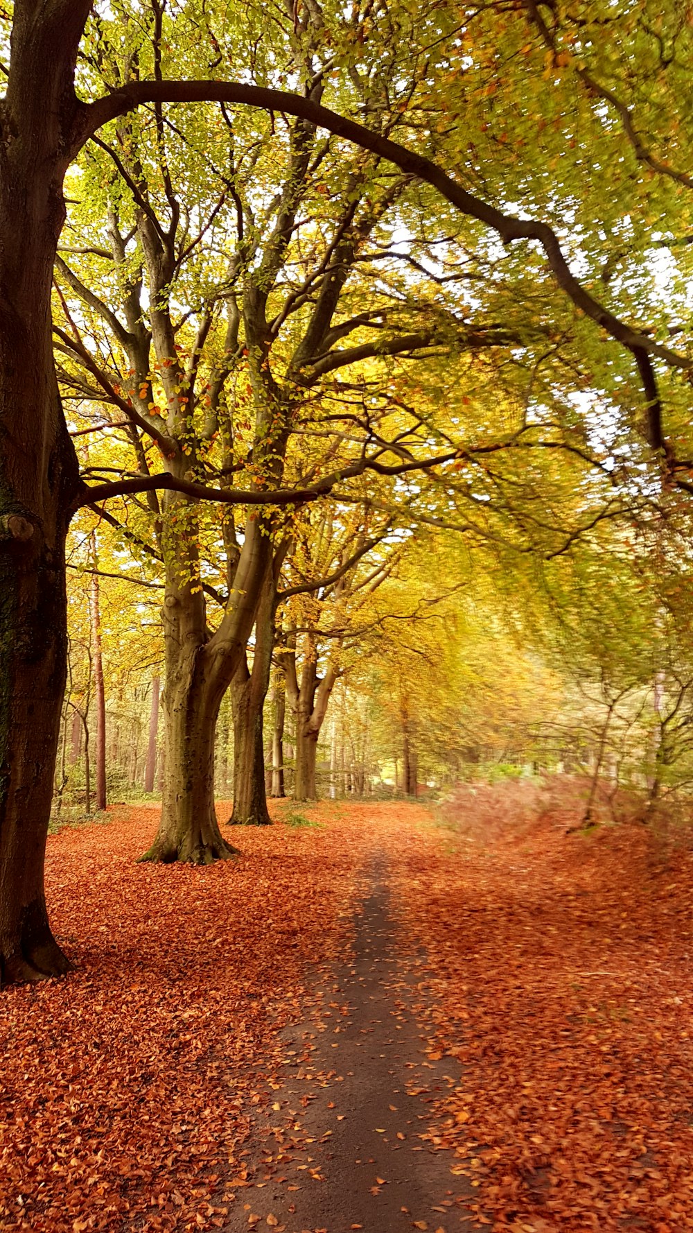 green-leafed trees during daytime