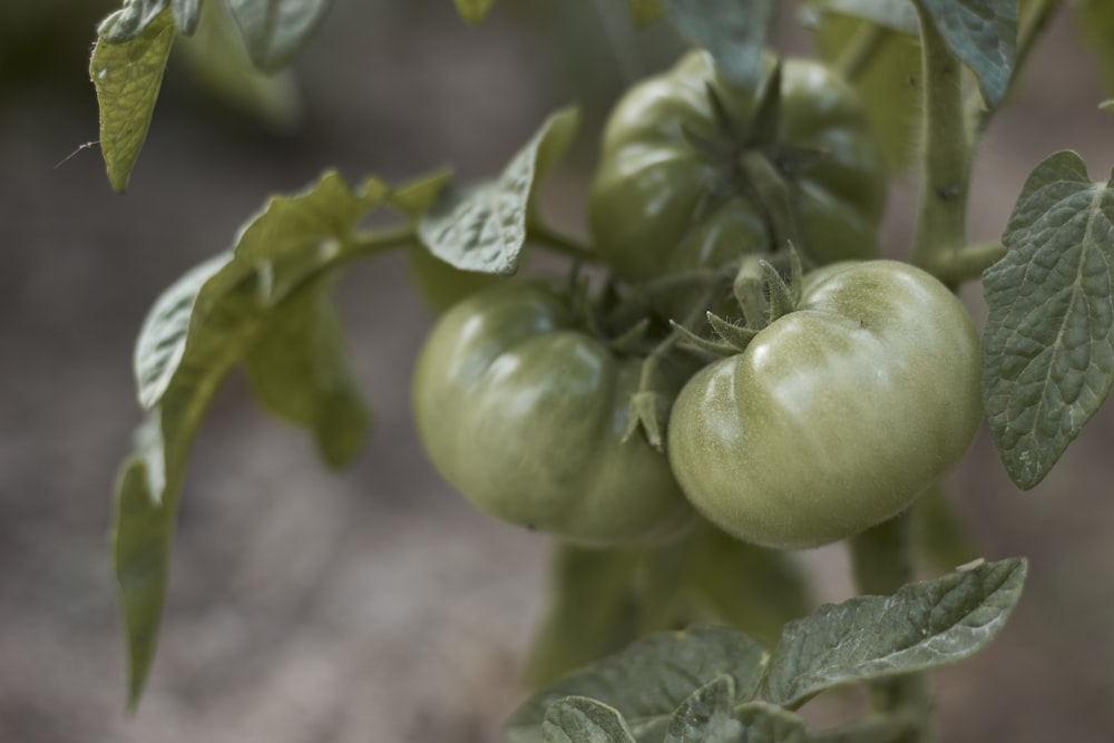 green tomato fruit