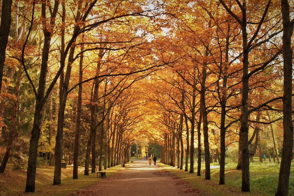 brown pathway between withered leaves