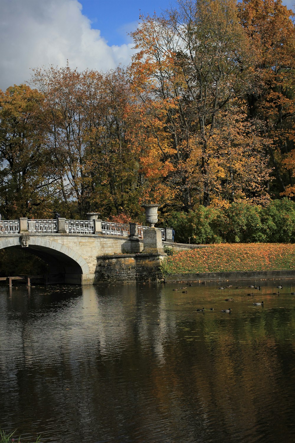 brown leafy trees near bridge near pond during cloudy day