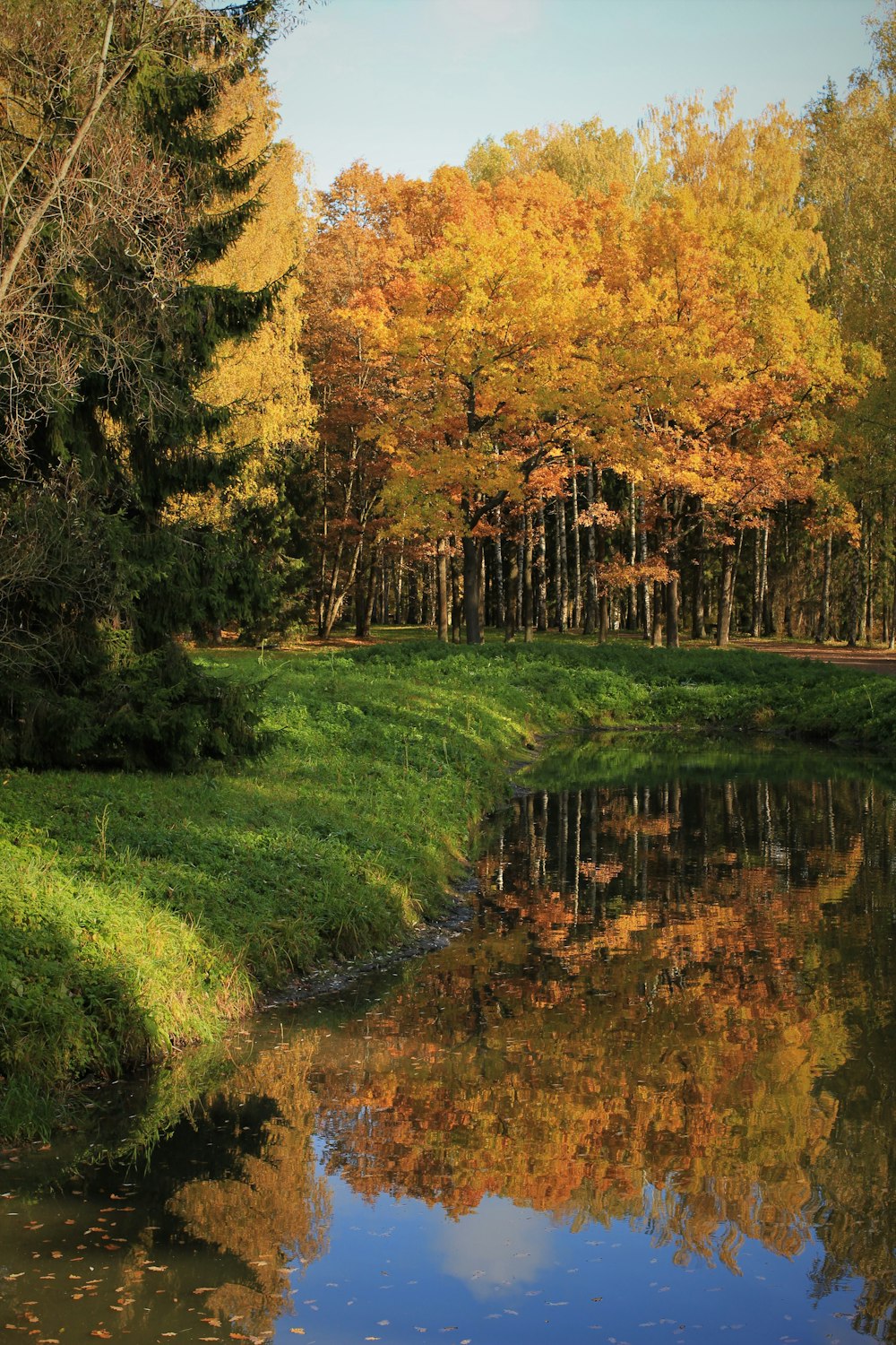 brown and green trees reflection of body of water