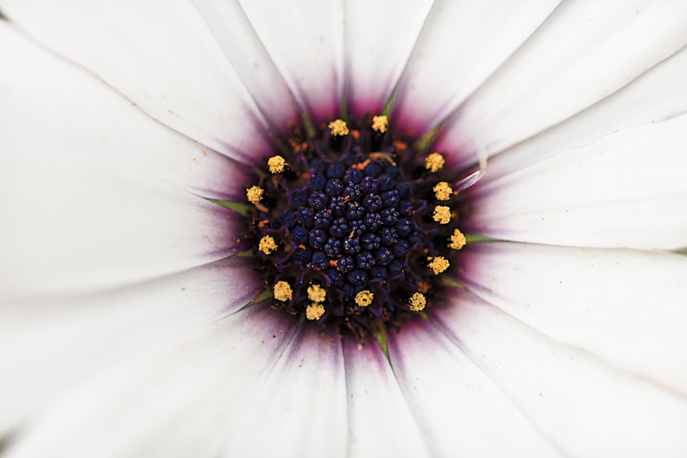 macrophotographie de fleur aux pétales violets et bleus