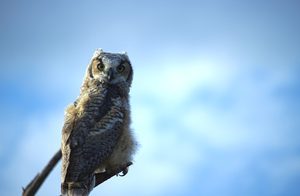 brown and gray owl