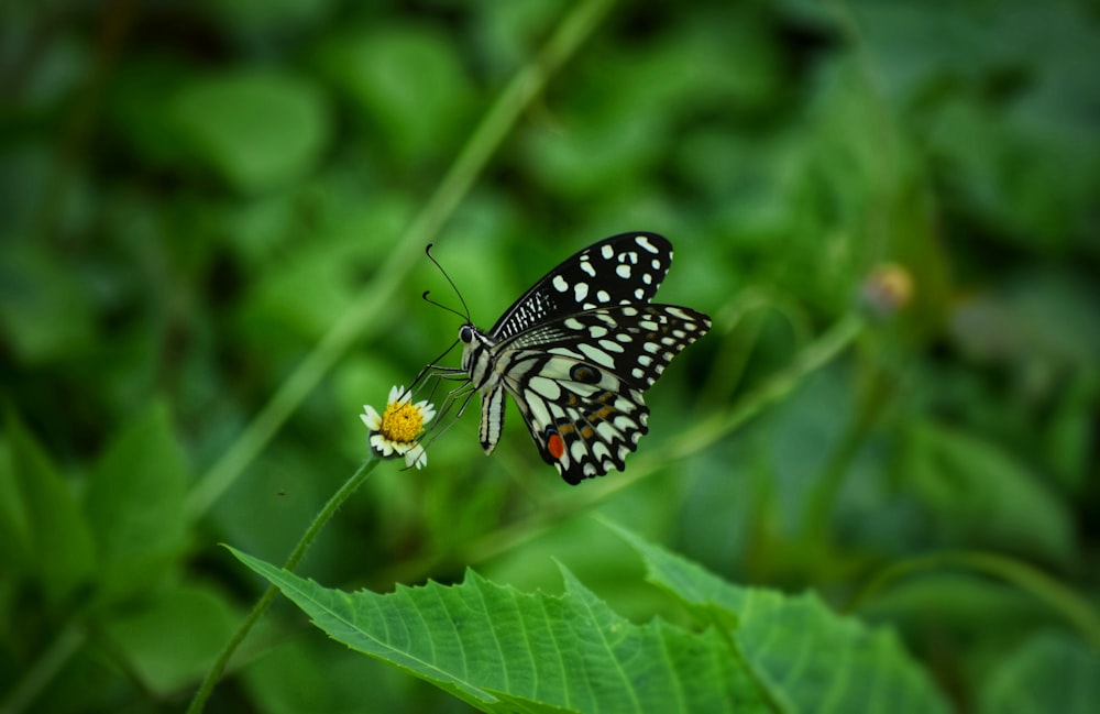 brush-footed moth butterfly on white and yellow daisy flower