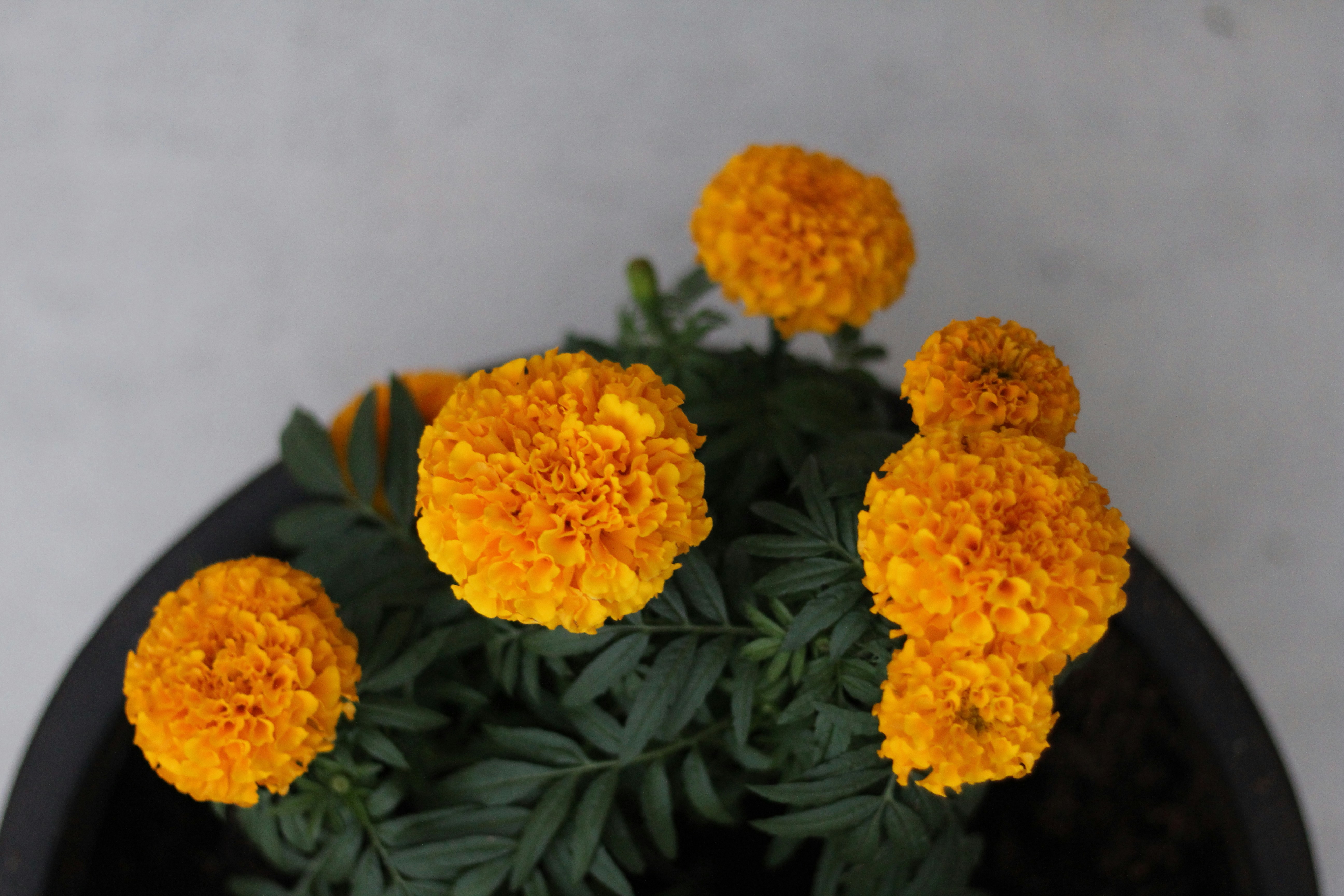 decor image