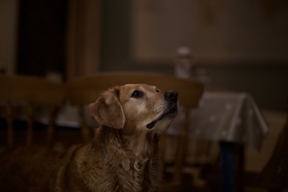 brown puppy