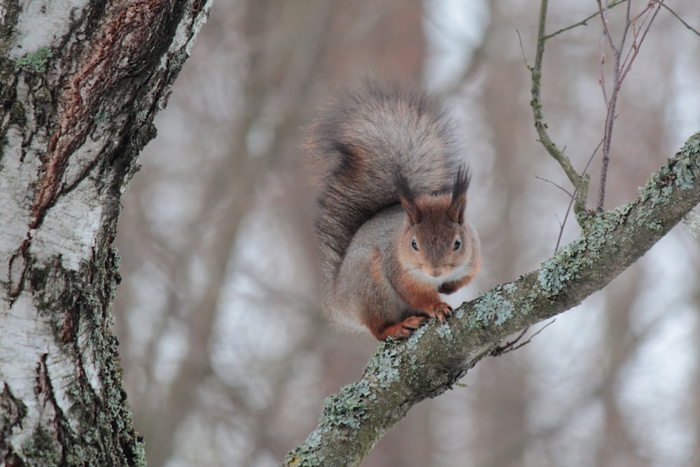 shallow focus photography of brown and gray squirrel