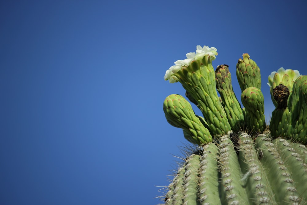 photo of green cactus with white flower