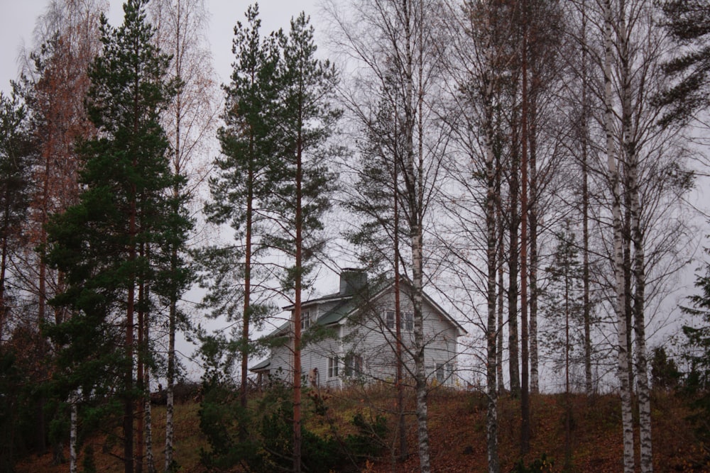 landscape photography of green-leaved trees