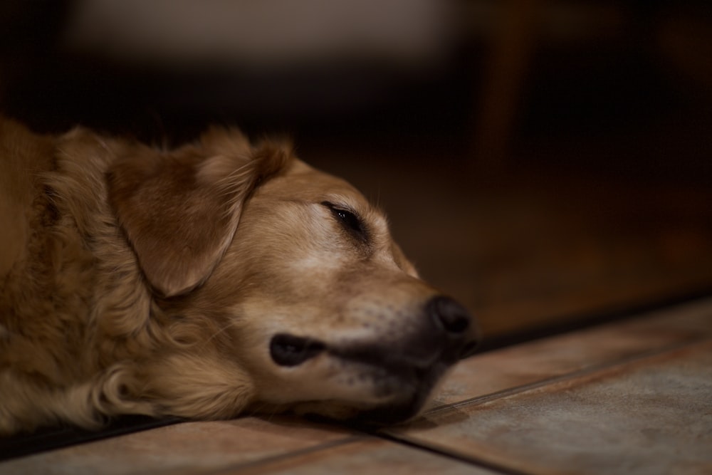 adult golden retriever lying indoors