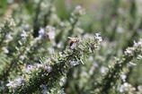 A bee is perched on a cluster of rosemary flowers, surrounded by blurred green foliage. The delicate flowers are pale lavender, contrasting with the bee's yellow and black striped body.