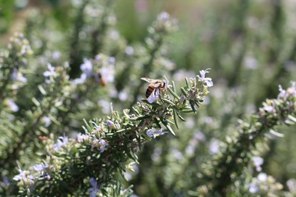 A bee is perched on a cluster of rosemary flowers, surrounded by blurred green foliage. The delicate flowers are pale lavender, contrasting with the bee's yellow and black striped body.