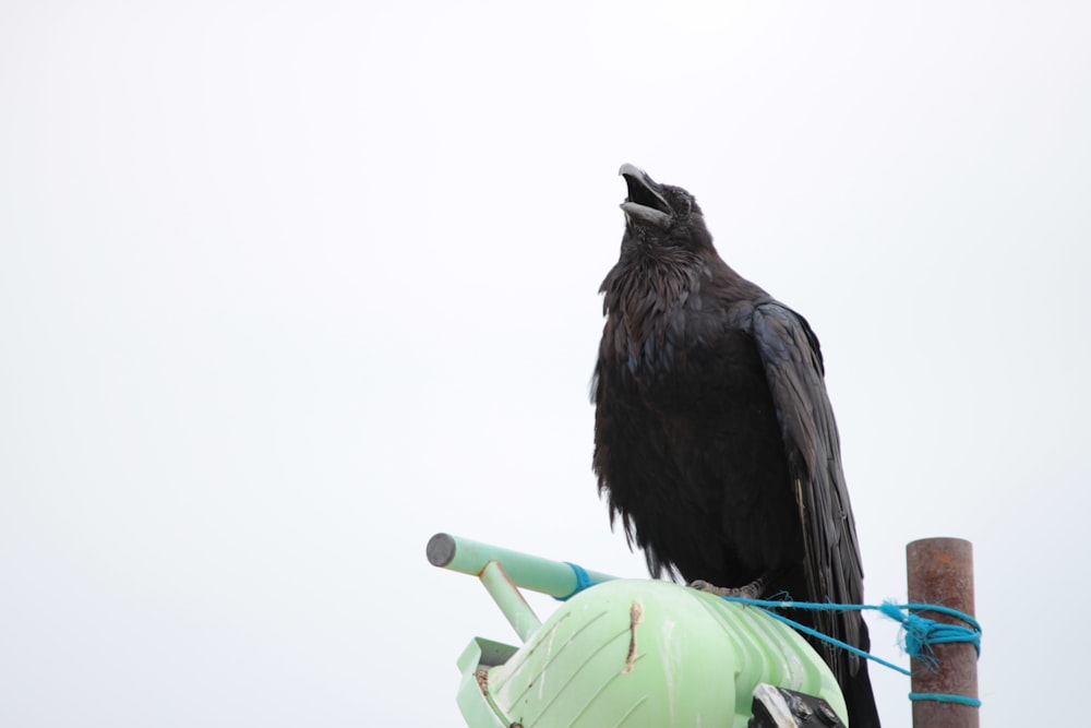 photo of black crow