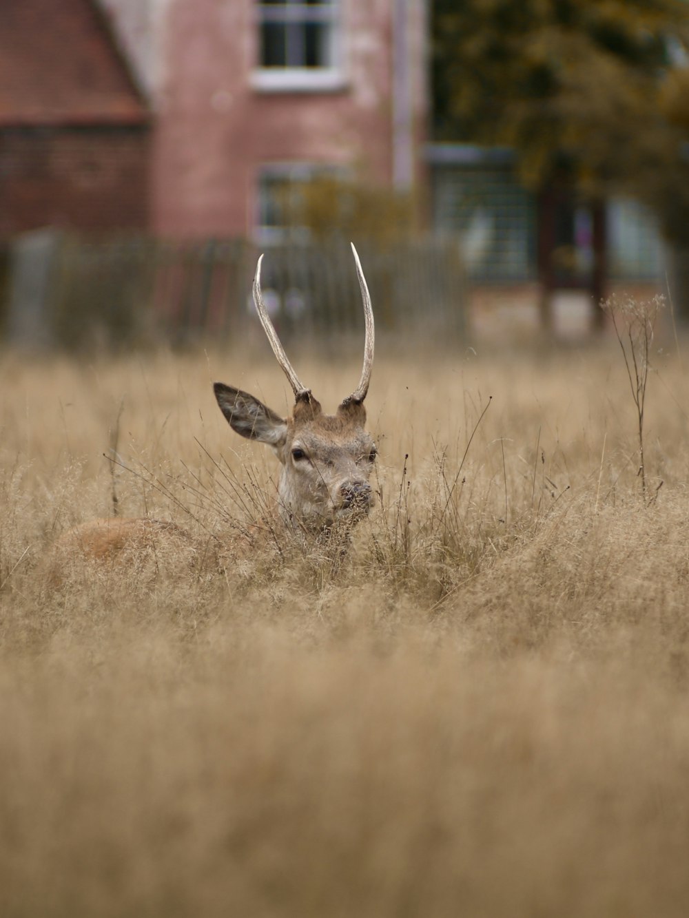 brown deer