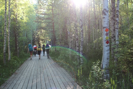 A group of hikers with backpacks walks along a wooden path through a serene forest. The path is surrounded by tall, leafy trees with sunlight streaming through the branches, creating a lens flare effect. Colored markers are attached to one of the trees.