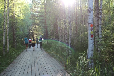A group of hikers with backpacks walks along a wooden path through a serene forest. The path is surrounded by tall, leafy trees with sunlight streaming through the branches, creating a lens flare effect. Colored markers are attached to one of the trees.
