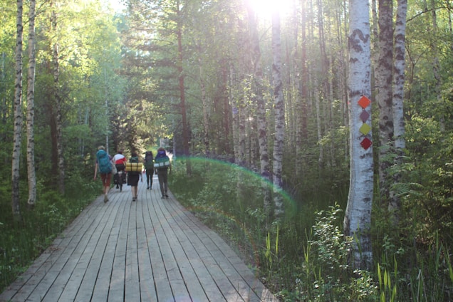 A serene forest trail with a guide leading a small group of hikers under dappled sunlight.