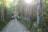 A group of hikers with backpacks walks along a wooden path through a serene forest. The path is surrounded by tall, leafy trees with sunlight streaming through the branches, creating a lens flare effect. Colored markers are attached to one of the trees.