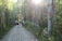 A group of hikers with backpacks walks along a wooden path through a serene forest. The path is surrounded by tall, leafy trees with sunlight streaming through the branches, creating a lens flare effect. Colored markers are attached to one of the trees.