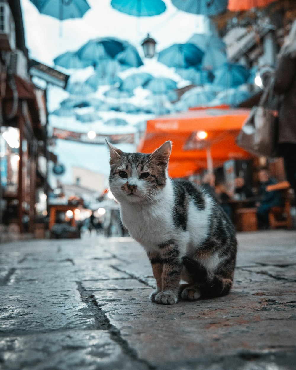 calico cat on pavement between buildings