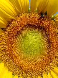 photo of Sunflower