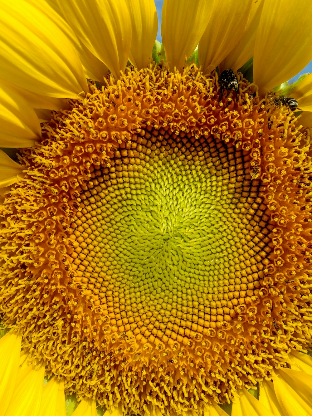 photo of Sunflower