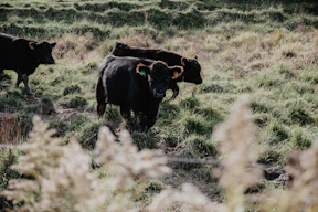 herd of black cattle at the farm
