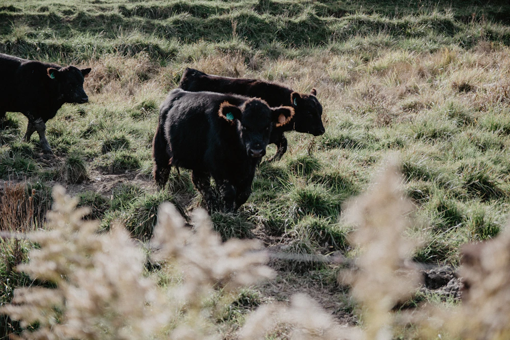 Herd of black cattle grazing tall pasture grass