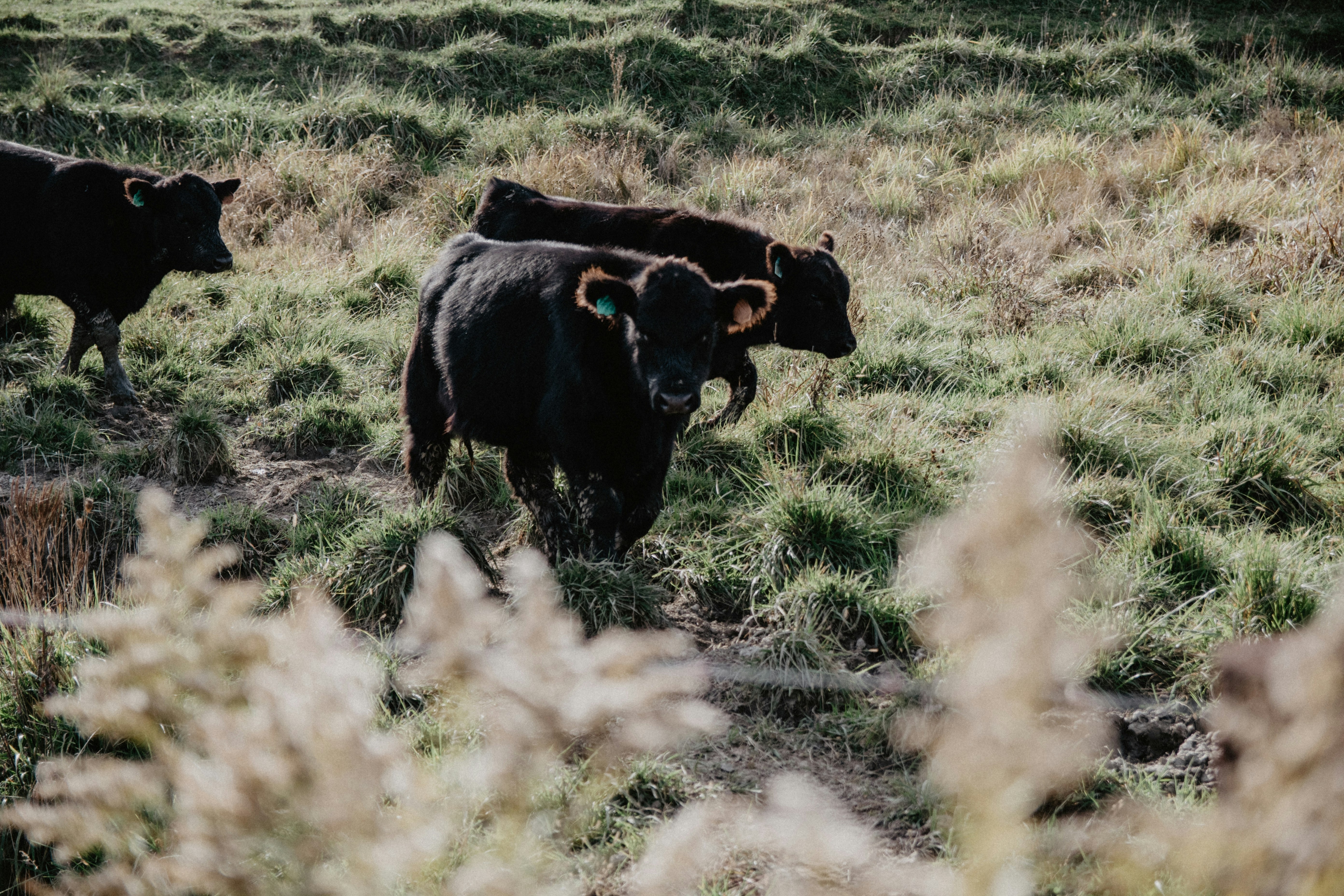 herd of black cattle at the farm