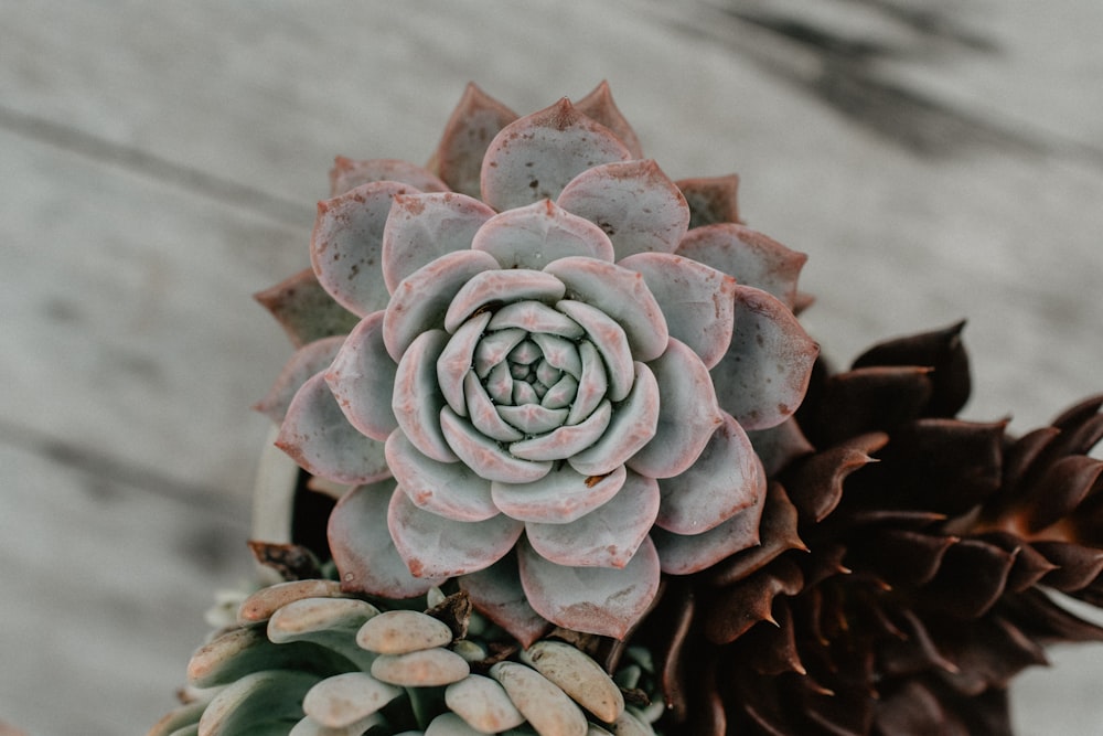 green and red flowers