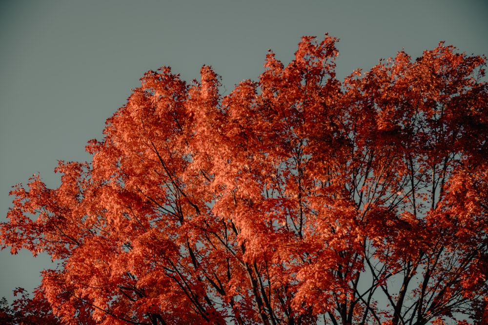 rotblättriger Baum