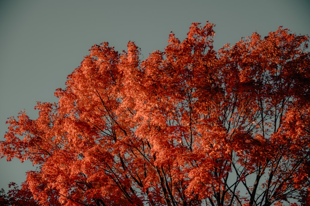 red-leaved tree