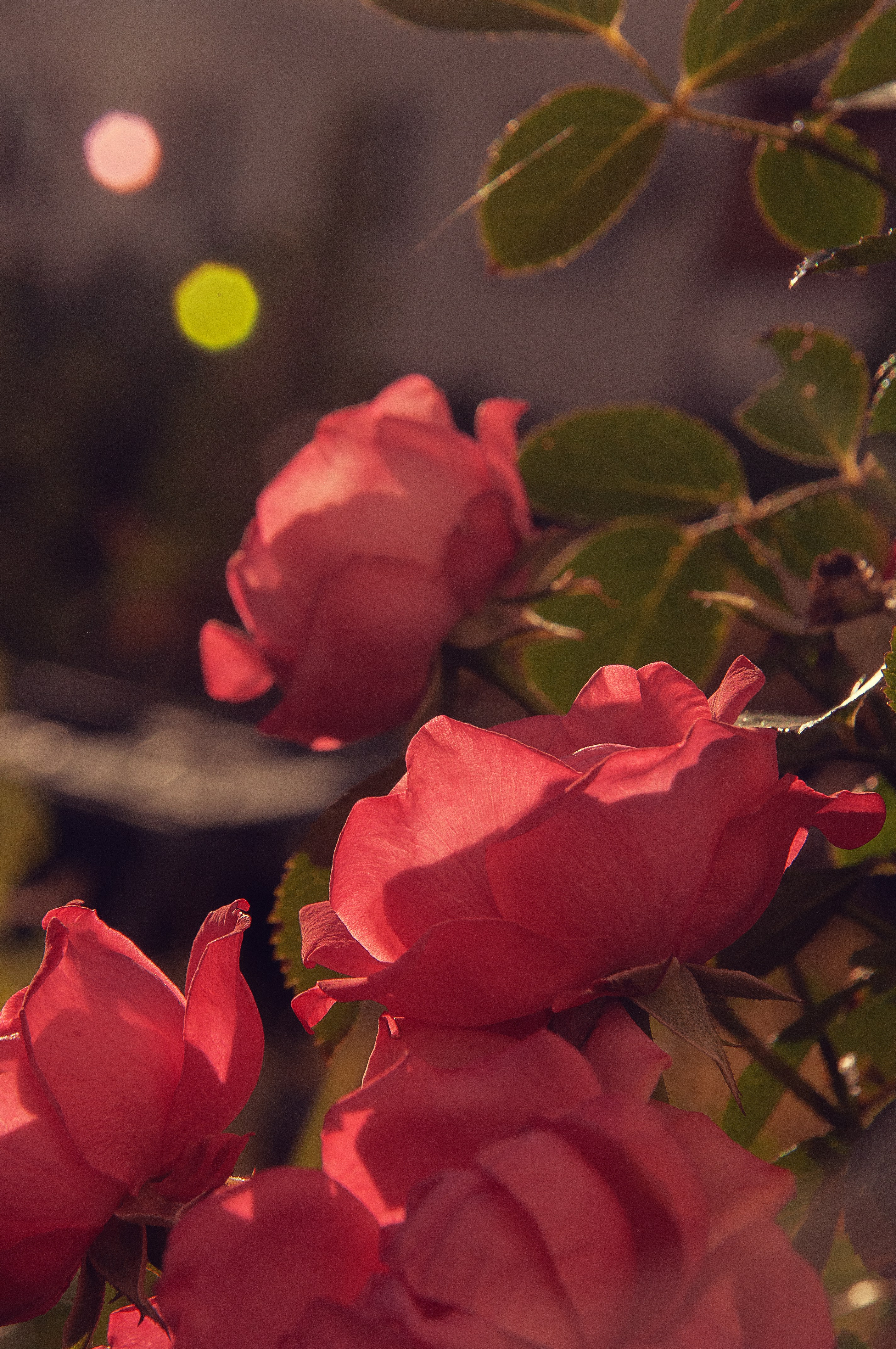 Soft blurred pink roses with warm cream tones, gentle bokeh, spring morning light