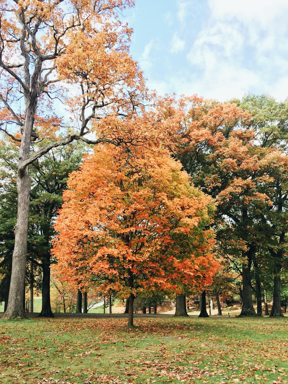 brown tree