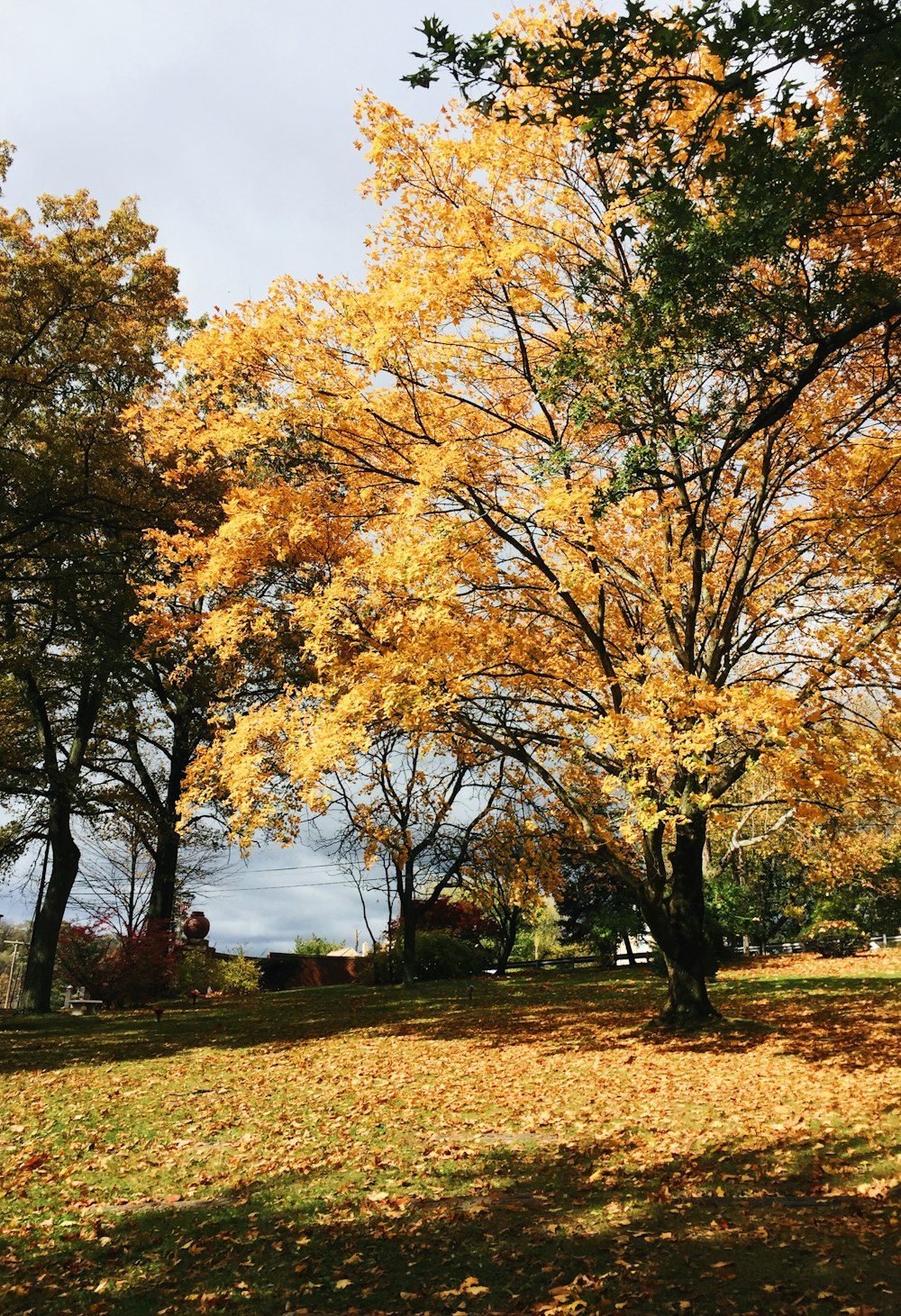 yellow and green trees scenery