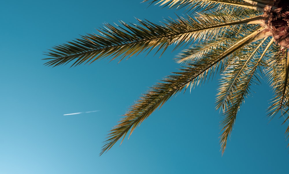 photo of green palm tree