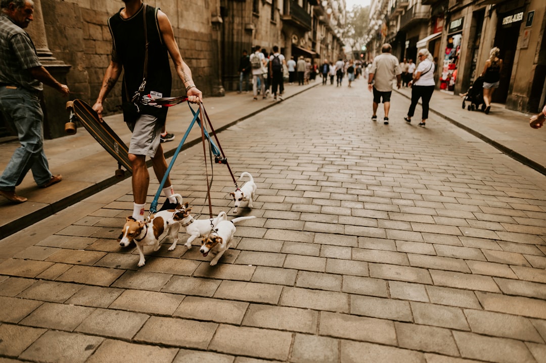man walking dogs on pavement