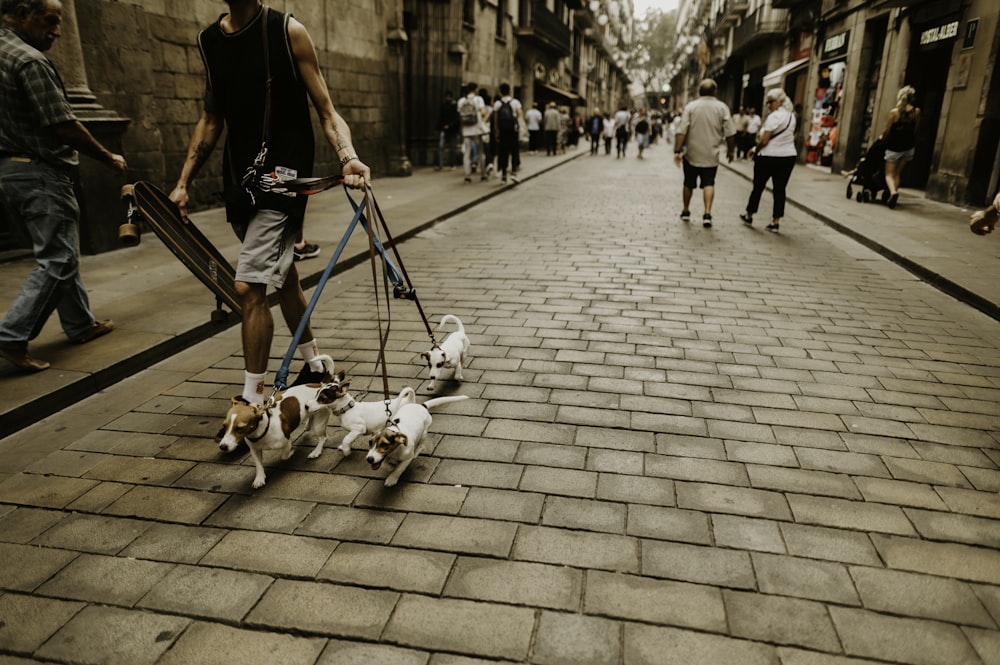 man walking dogs on pavement