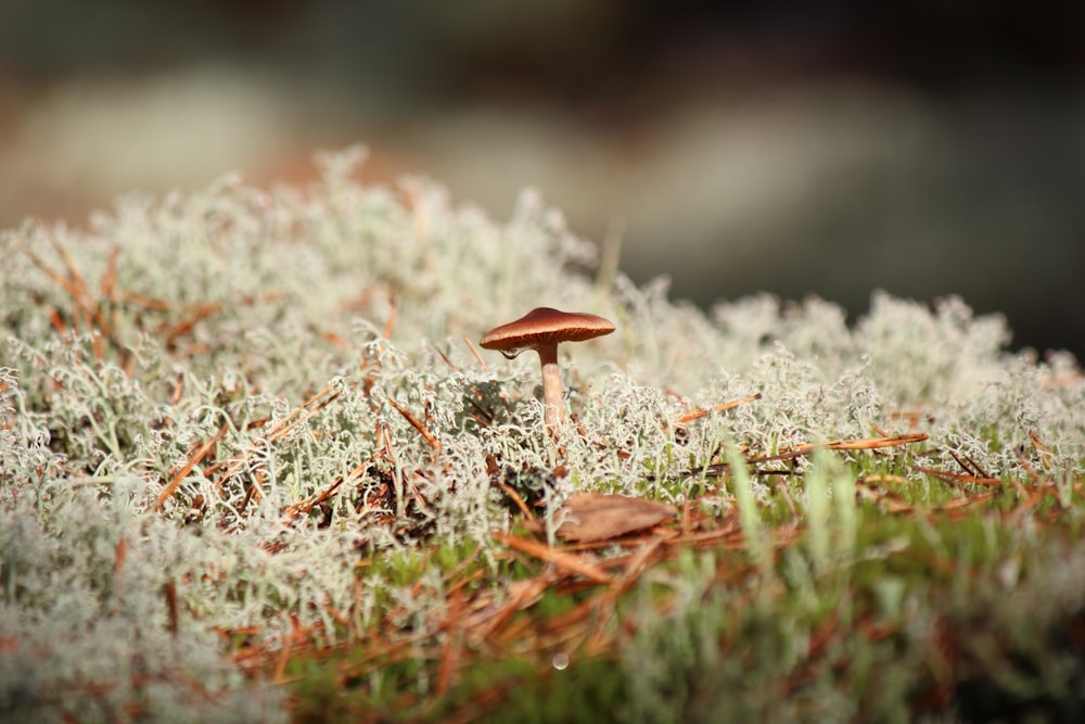 Photo de champignon brun et blanc