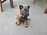 A close-up of a curious puppy sniffing a colorful dog collar on a wooden floor.